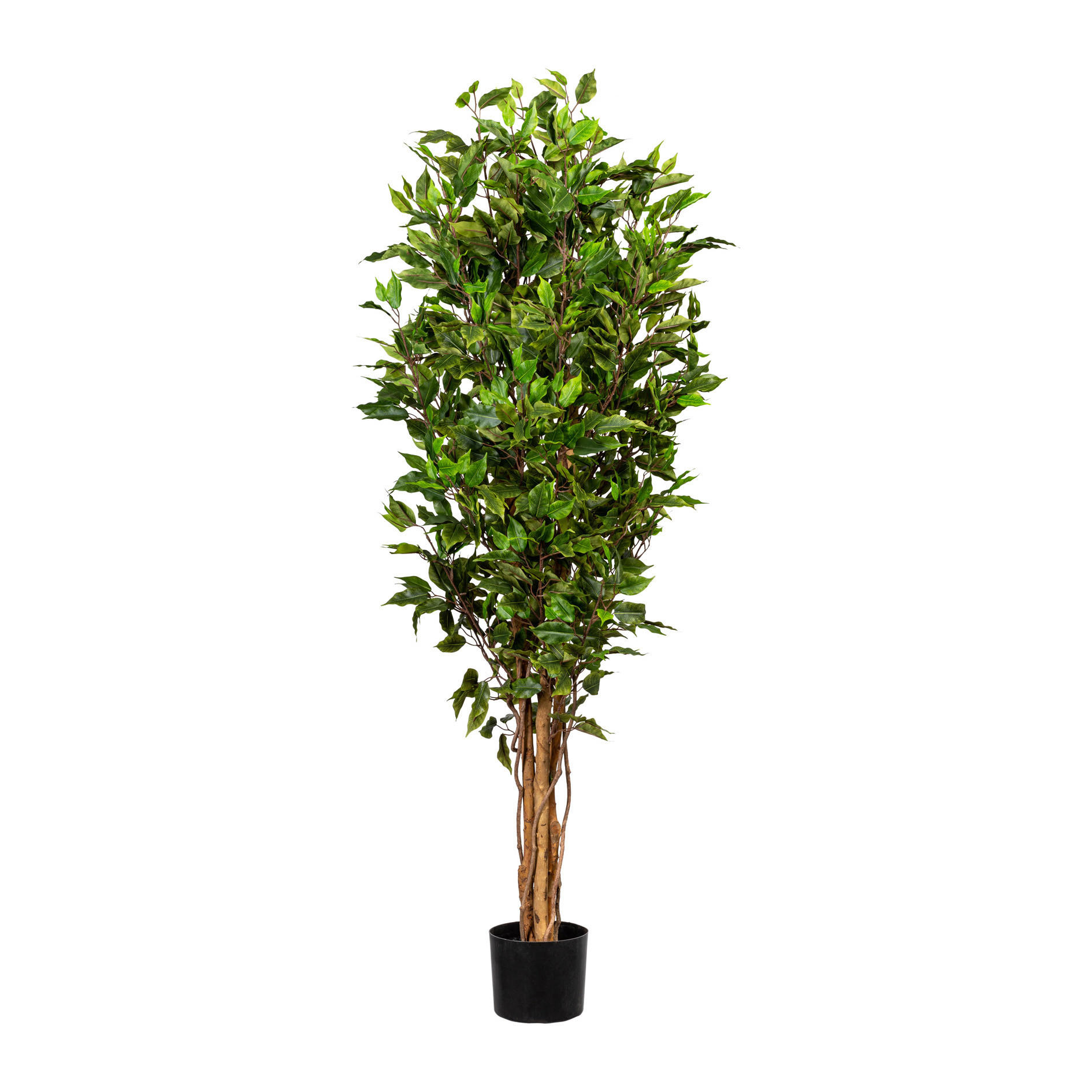 KUNSTPFLANZE Ficus Benjamina 150 cm  - Schwarz/Weiß, Design, Kunststoff (150cm) - P & B