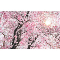 NON WOVEN-TAPET 400/250 cm  - Natur (400/250cm)