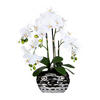 KUNSTPFLANZE Orchidee 55 cm  - Silberfarben/Weiß, Design, Kunststoff (55cm) - P & B
