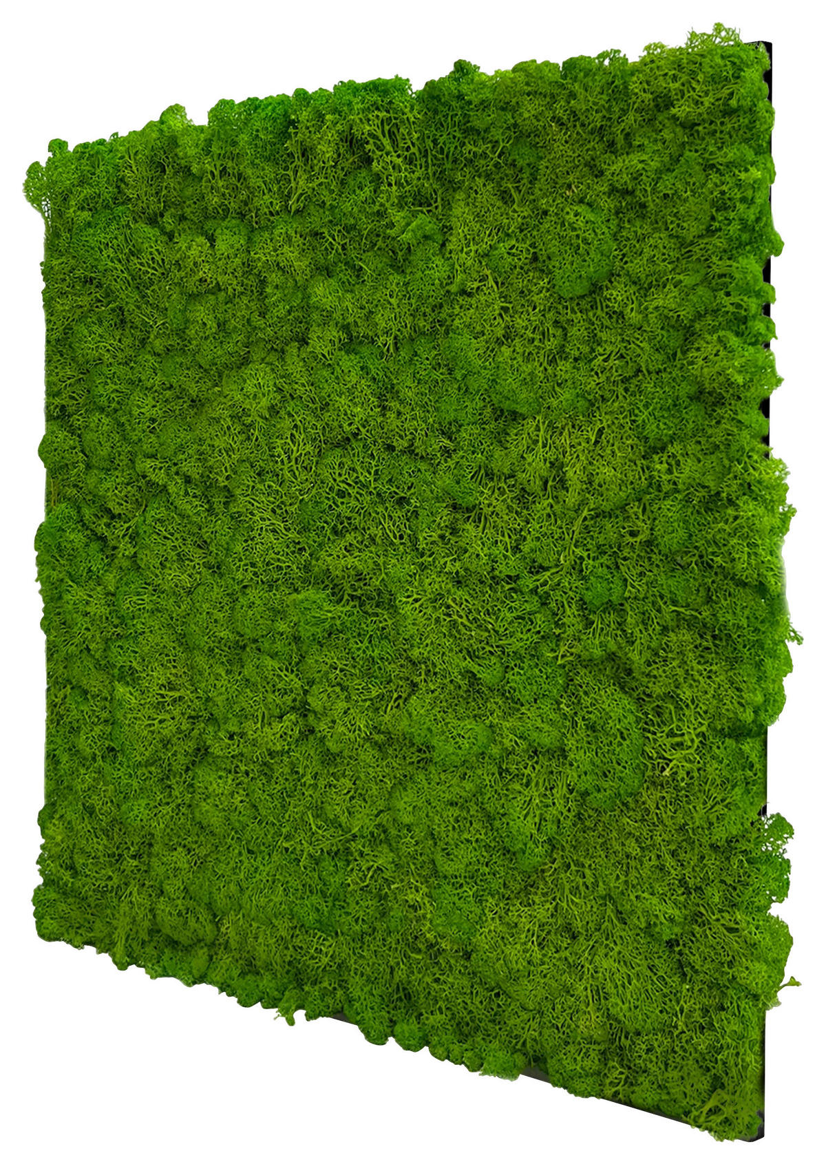 AKUSTIKPANEEL Modular Wall System Moos 52/52/4 cm  - Hellgrün, KONVENTIONELL, Naturmaterialien (52/52/4cm) - Jangal