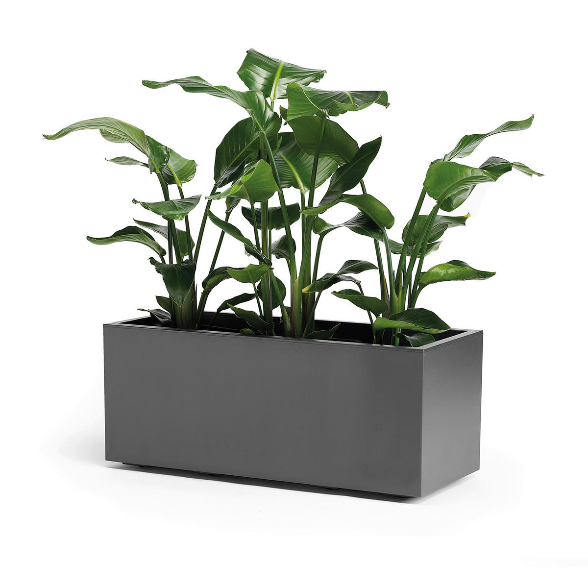BLUMENKASTEN RIO GREENER  - Anthrazit, Basics, Kunststoff (99,5/39,5/39,5cm)