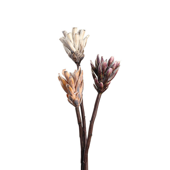 DEKOBLUME - Beige/Weinrot, Basics, Papier/Kunststoff (6,00/50,00/6,00cm) - Leonardo