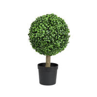 Cimișir - Basics (23,00/23,00/40,00cm)