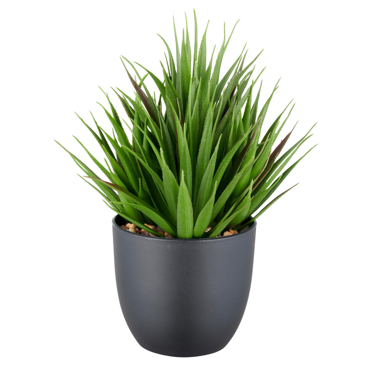 SUKKULENTE Sukkulente 21 cm  - Schwarz/Grün, Basics, Kunststoff (21cm) - P & B