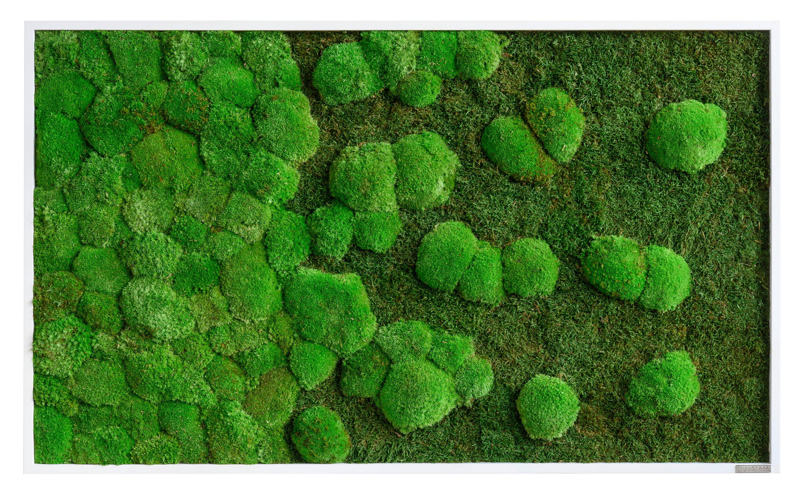 MOOSBILD Stylegreen  - Weiß/Grün, Basics, Naturmaterialien/Holz (100/60/7cm)