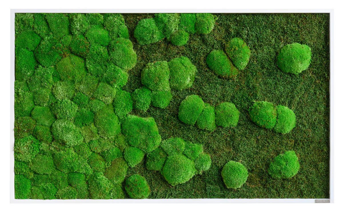 MOOSBILD  - Weiss/Grün, Basics, Naturmaterialien/Holz (100/60/7cm)