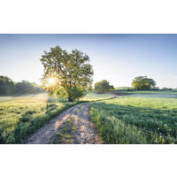 VLIESTAPETE  - Natur (400/250cm) - Komar