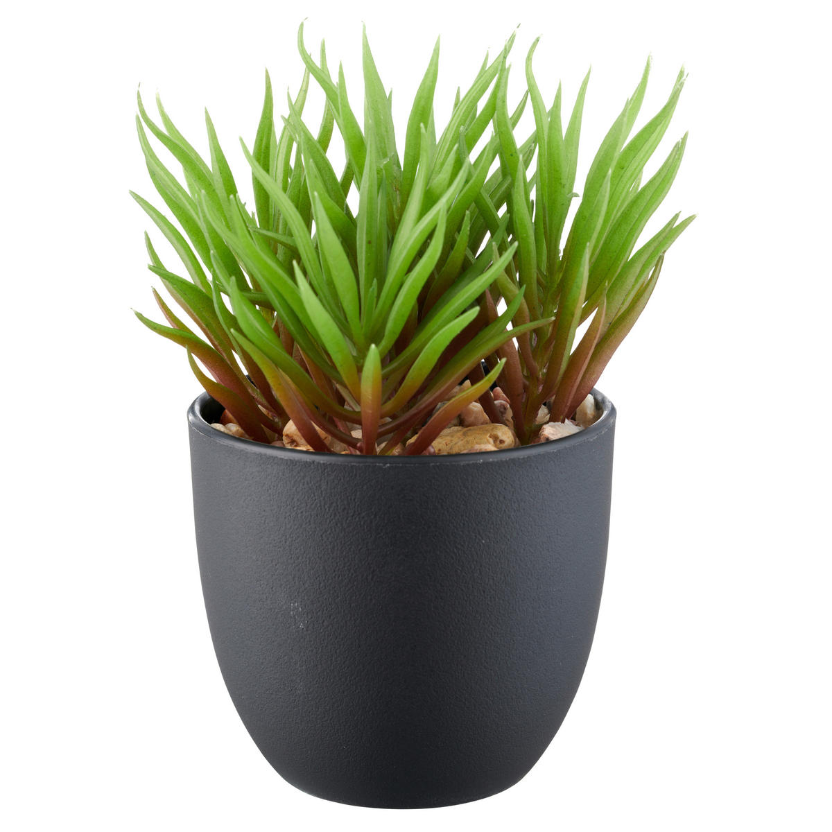 SUKKULENTE Sukkulente 13 cm  - Schwarz/Grün, Basics, Kunststoff (13cm) - P & B