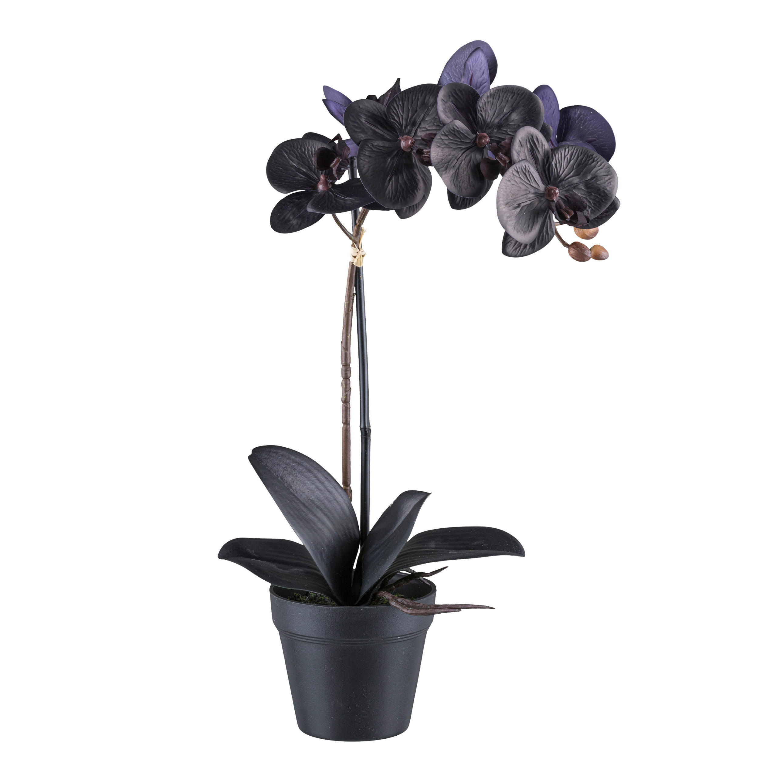 KUNSTPFLANZE Orchidee 48 cm - Schwarz, Design, Kunststoff (48cm) - P & B