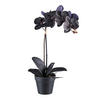 KUNSTPFLANZE Orchidee 48 cm  - Schwarz, Design, Kunststoff (48cm) - P & B