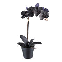 KUNSTPFLANZE Orchidee 48 cm  - Schwarz, Design, Kunststoff (48cm) - P & B