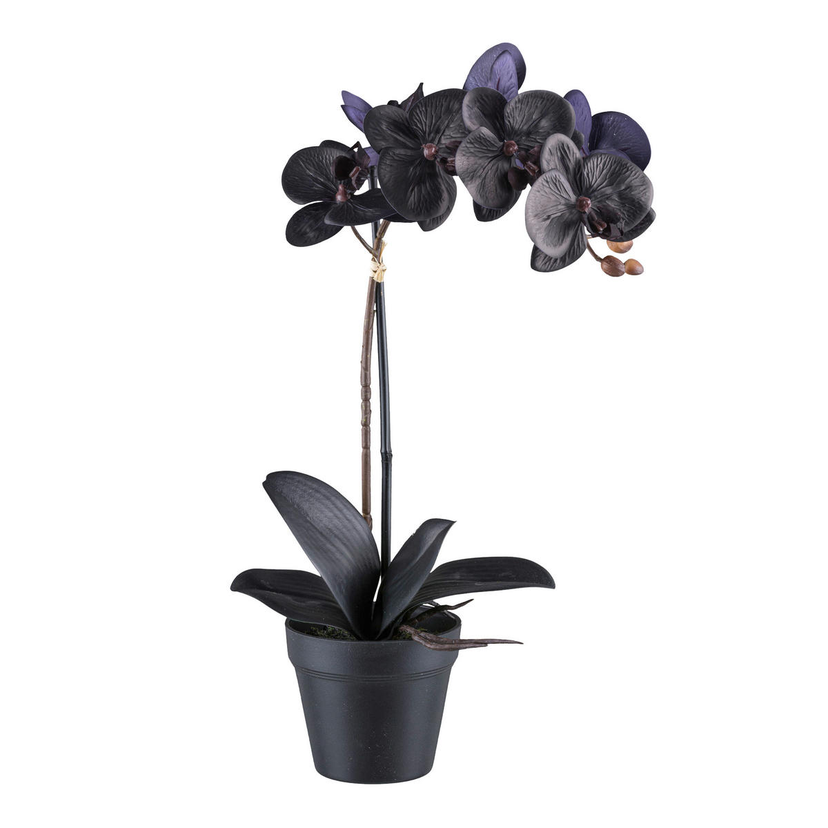 KUNSTPFLANZE Orchidee 48 cm  - Schwarz, Design, Kunststoff (48cm) - P & B
