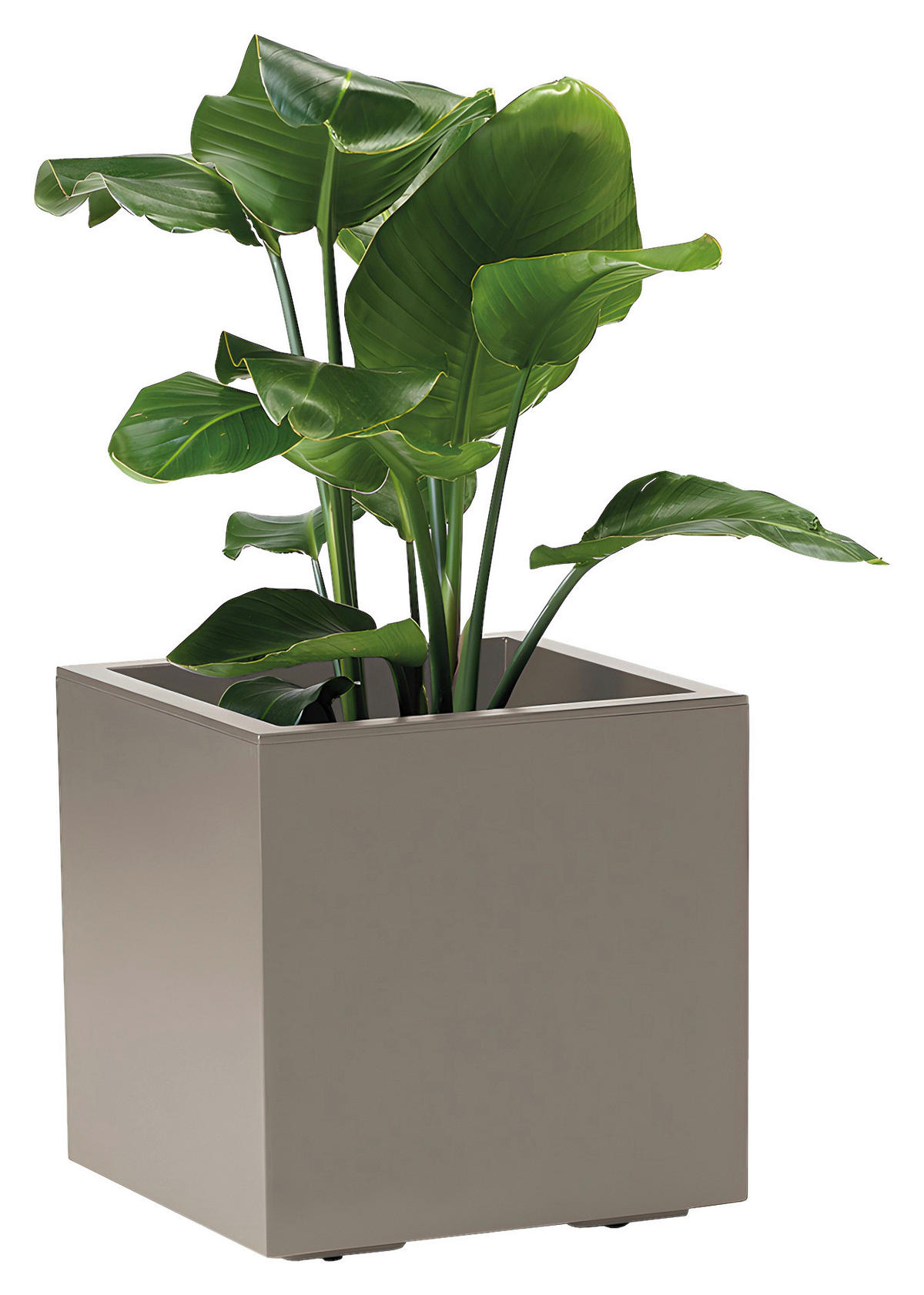 BLUMENKASTEN  - Taupe, Basics, Kunststoff (39,5/39,5/39,5cm)