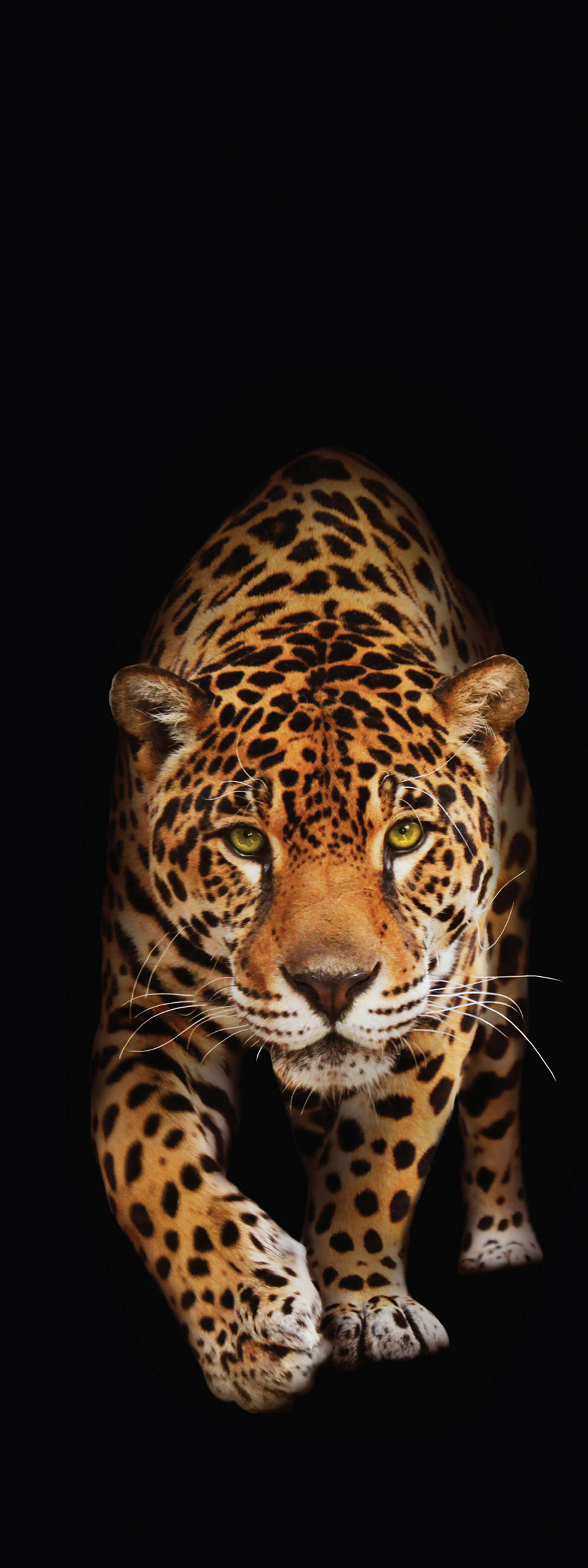 OBRAZ NA SKLE, zvířata, 30/80/1,40 cm - vícebarevná, Design, sklo (30/80/1,40cm) - Euroart