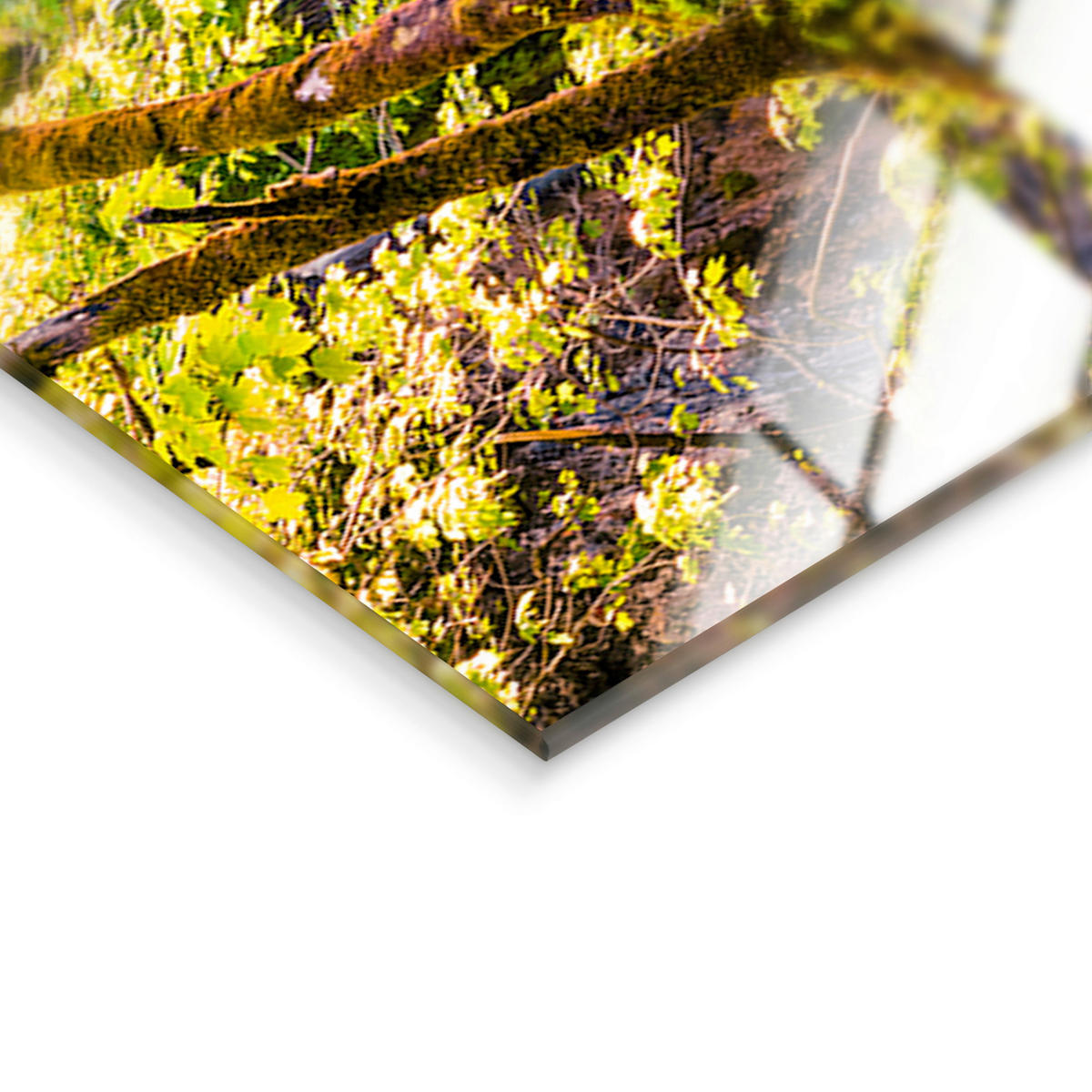GLASBILD Landschaft & Natur 125/50 cm  - Multicolor, Basics, Glas/Papier (125/50cm)