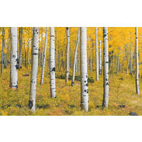 VLIESTAPETE  - Natur (400/250cm) - Komar