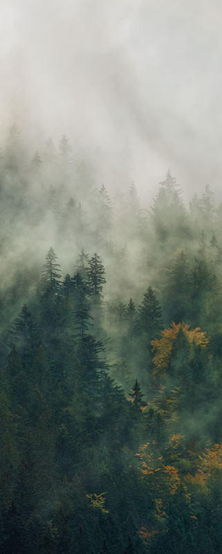 Xora Vliestapete Grün 100x250 cm