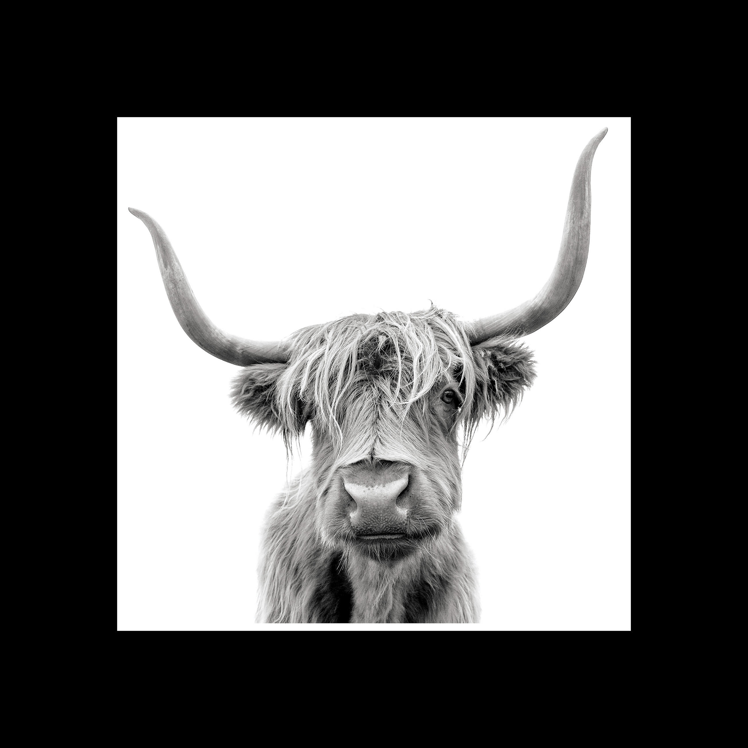 GLASBILD Tiere  - Schwarz/Weiß, Basics, Glas (30/30/1,40cm) - Euroart
