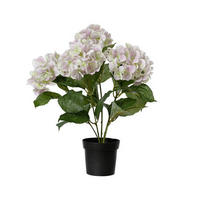 Hortensie - Basics (28,00/28,00/46,00cm)