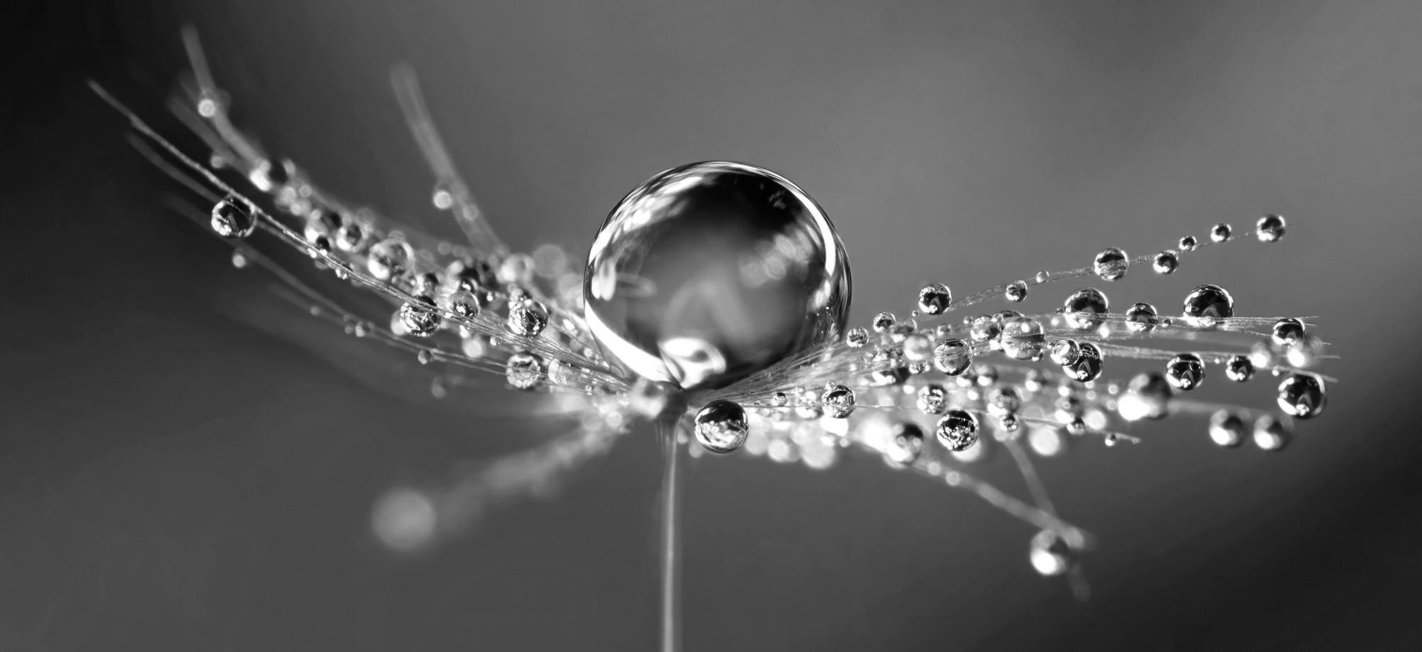 KUNSTDRUCK Landschaft & Natur, Blumen 120/55 cm  - Multicolor, Trend, Holzwerkstoff/Textil (120/55cm) - Monee