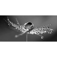 KUNSTDRUCK Landschaft & Natur, Blumen 120/55 cm  - Multicolor, Trend, Holzwerkstoff/Textil (120/55cm) - Monee