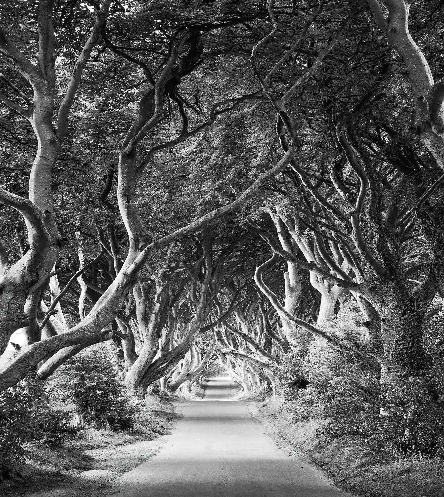 Xora Fototapete Schwarz, Weiß 250x280 cm