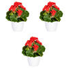 KUNSTPFLANZE Geranie 24 cm  - Rot/Weiß, Design, Keramik/Kunststoff (24cm) - P & B