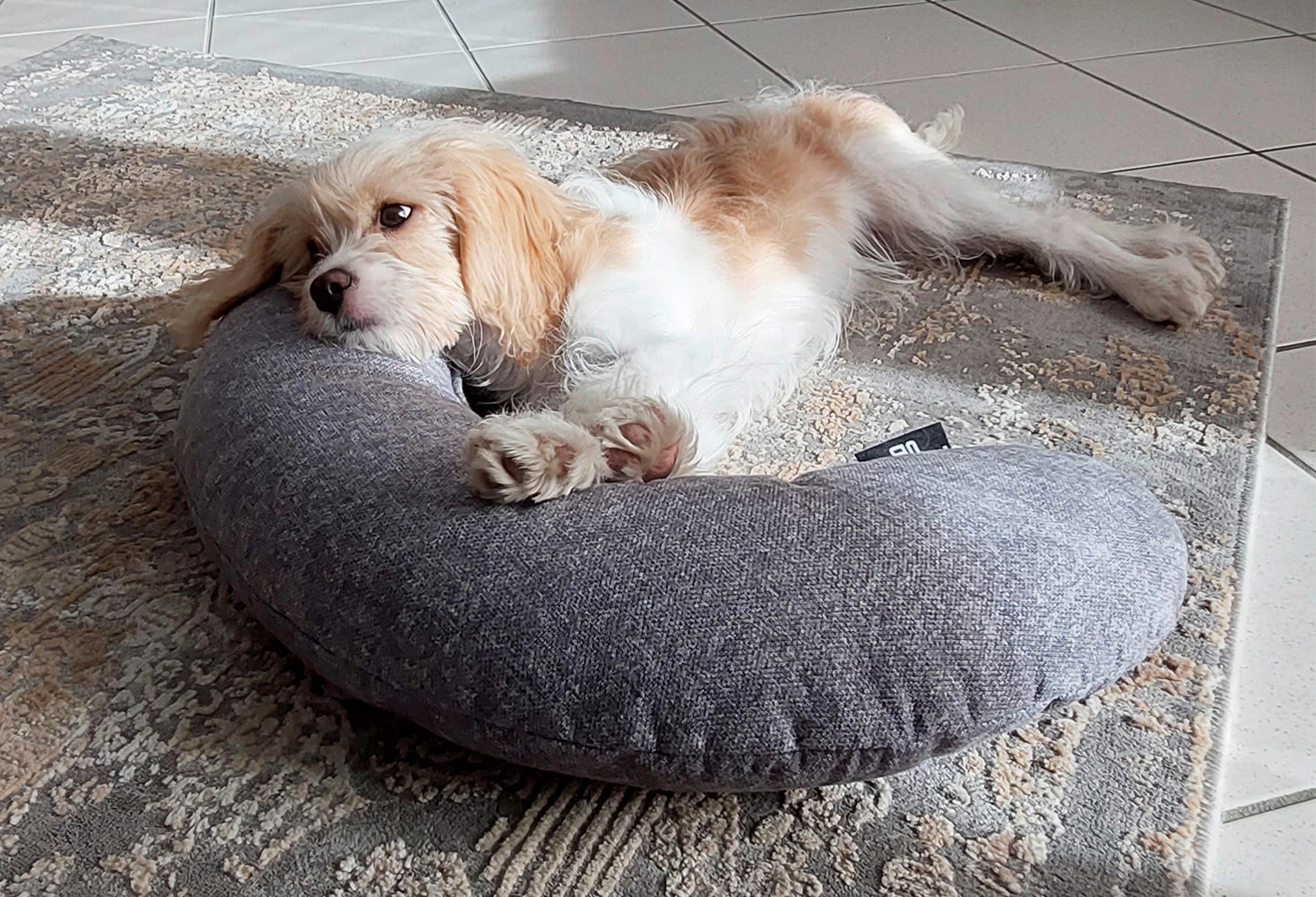 Thumbnail - Hundekissen, Grau, Textil, Uni, Füllung: Polyester, 57x6x42 cm, weich gepolstert, besonders, Freizeit, Tierbedarf, Hunde...