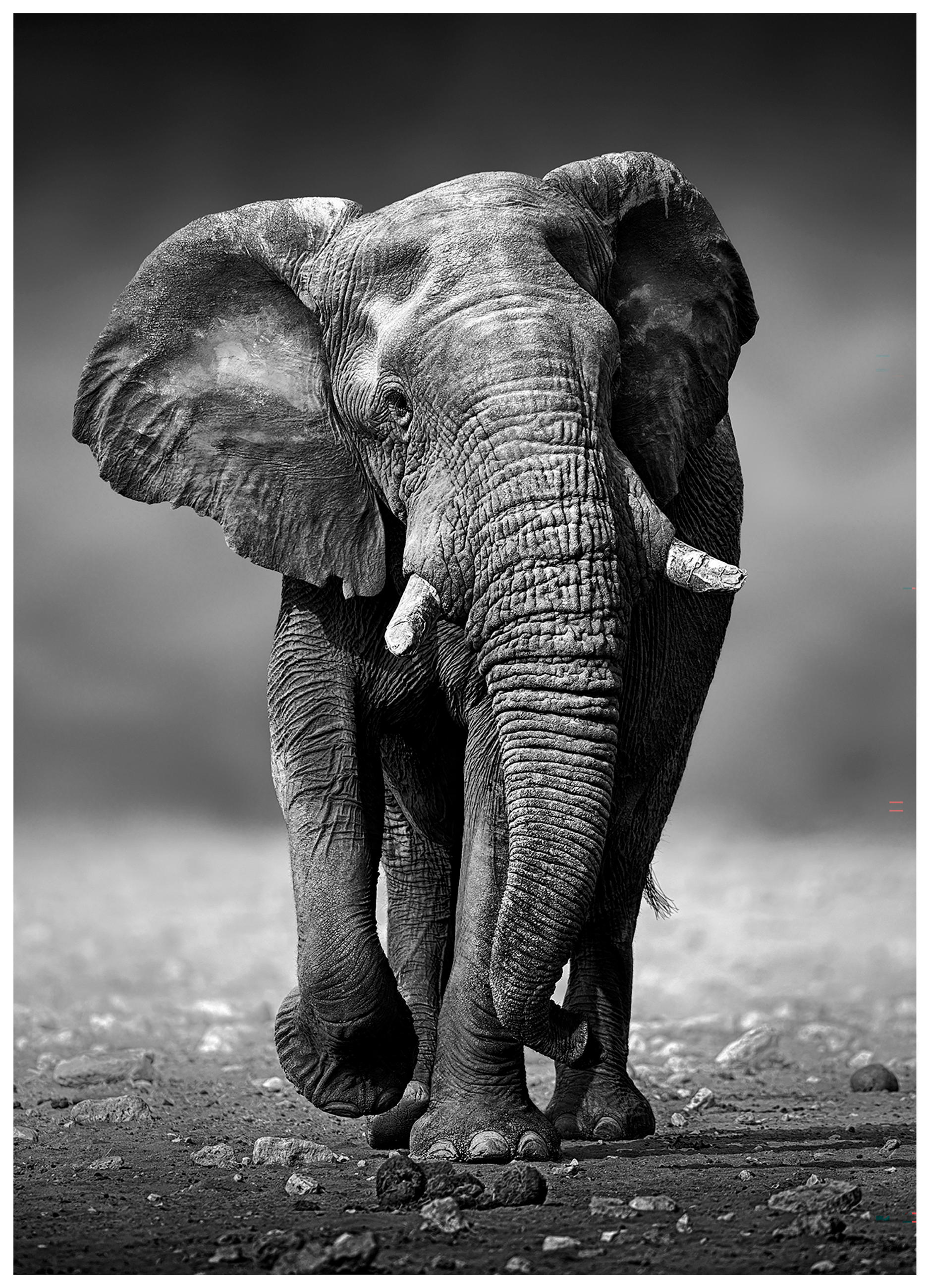 TIŠTĚNÉ OBRAZY NA PLÁTNĚ, zvířata, 50/70 cm  - vícebarevná, Lifestyle, kompozitní dřevo/textil (50/70cm) - Monee