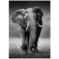 TIŠTĚNÉ OBRAZY NA PLÁTNĚ, zvířata, 50/70 cm  - vícebarevná, Lifestyle, kompozitní dřevo/textil (50/70cm) - Monee