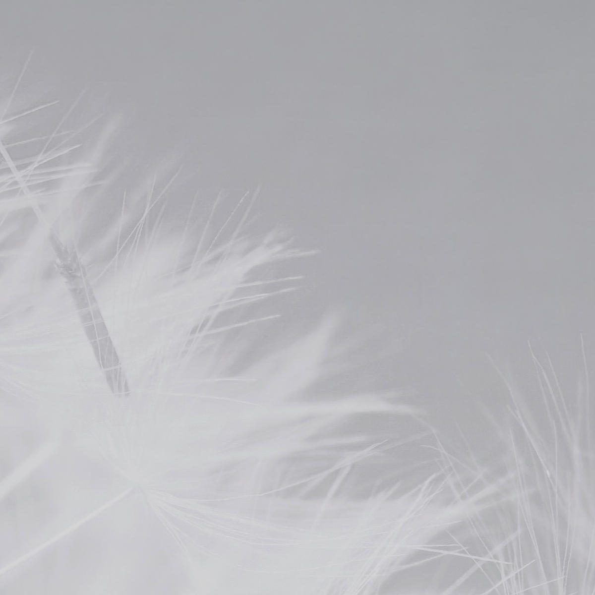 FLÄCHENVORHANG  3 Stück  halbtransparent  60/245 cm   - Anthrazit, Basics, Textil (60/245cm) - Novel