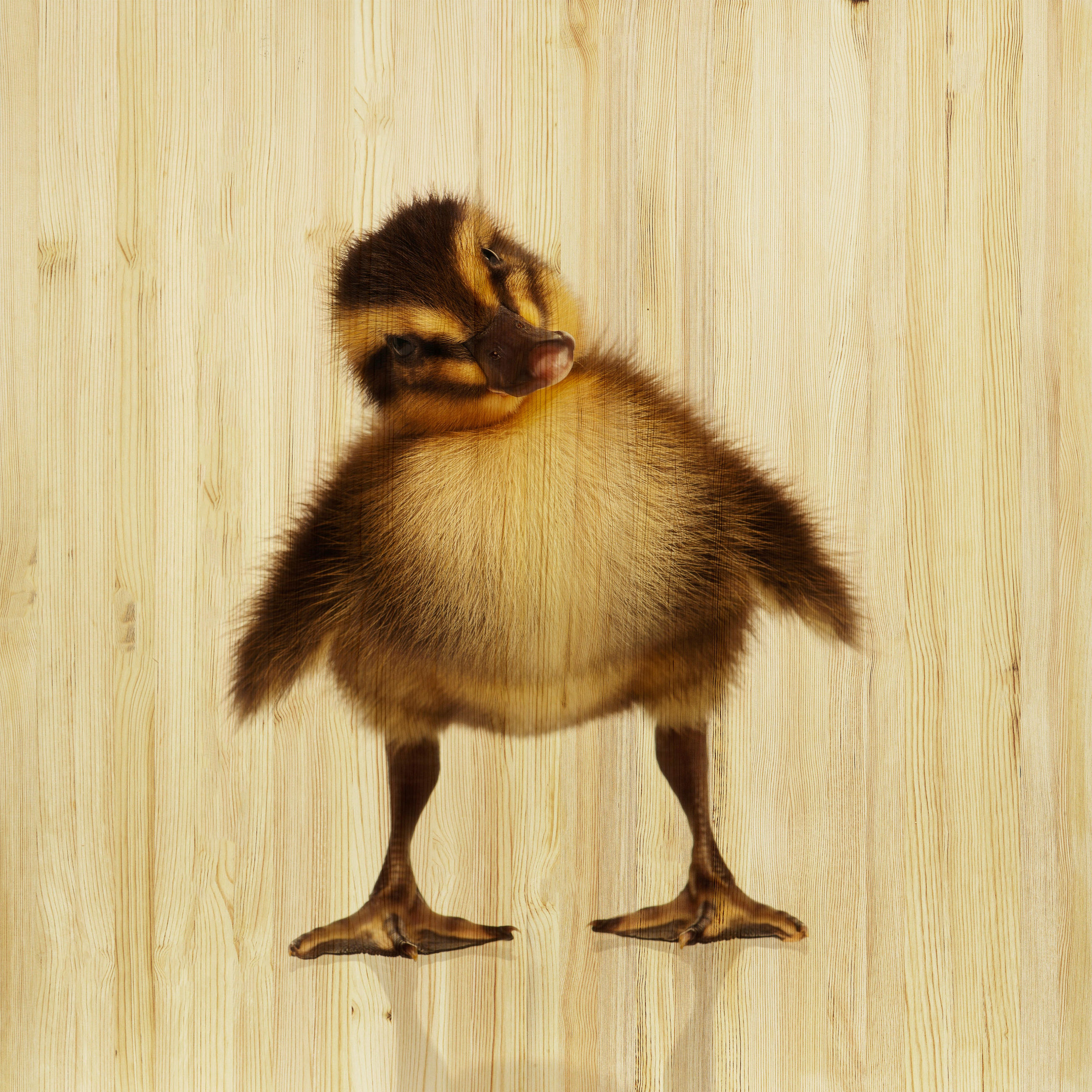 BABYWANDDEKO - Multicolor, Basics, Holz (50/50/3cm)