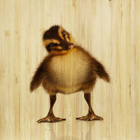 BABYWANDDEKO - Multicolor, Basics, Holz (50/50/3cm)