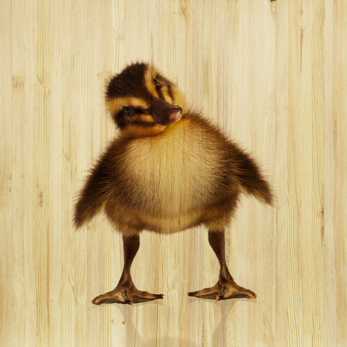 BABYWANDDEKO - Multicolor, Basics, Holz (50/50/3cm)