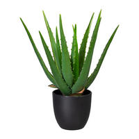 ALOE VERA Aloe Vera 33 cm  - Schwarz/Grün, Trend, Kunststoff (33cm) - P & B