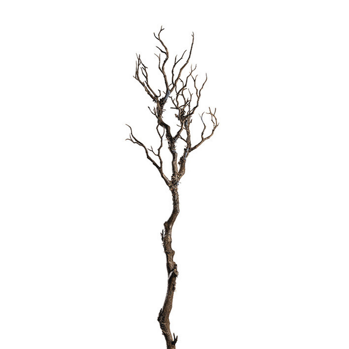 OKRASNA VEJICA - rjava, Basics, umetna masa (10,00/76,00/10,00cm) - Leonardo