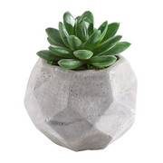 KUNSTPFLANZE Sukkulente - Grün, Basics, Kunststoff (8/10,5cm) - Ambia Home