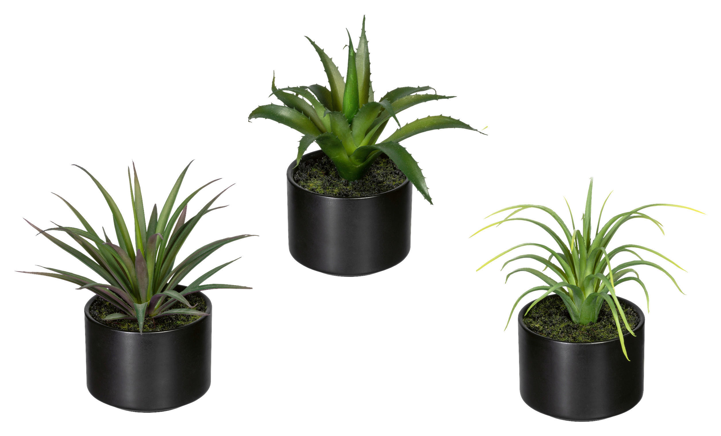 KUNSTPFLANZE Sukkulente 15 cm  - Schwarz/Grün, Design, Keramik/Kunststoff (15cm) - P & B