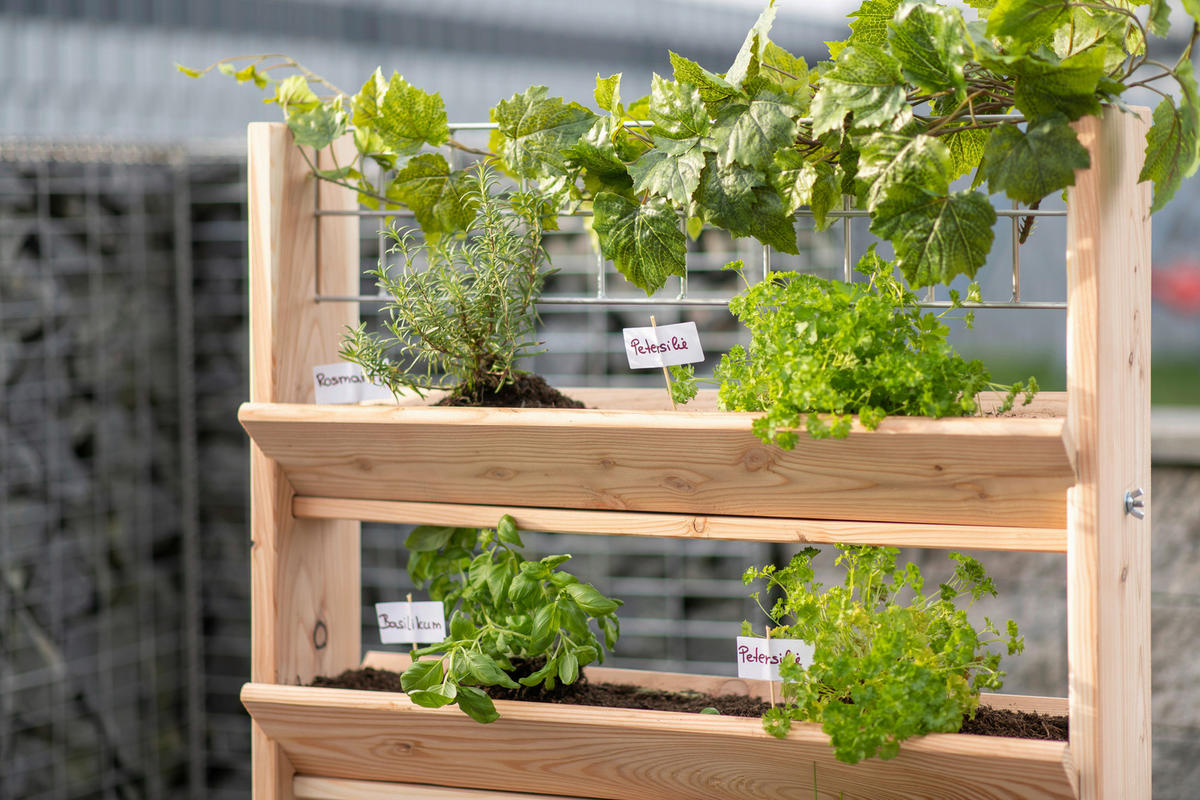 GARTENREGAL Holz  - Lärchefarben, Basics, Holz (80/95/50cm) - Ambia Garden