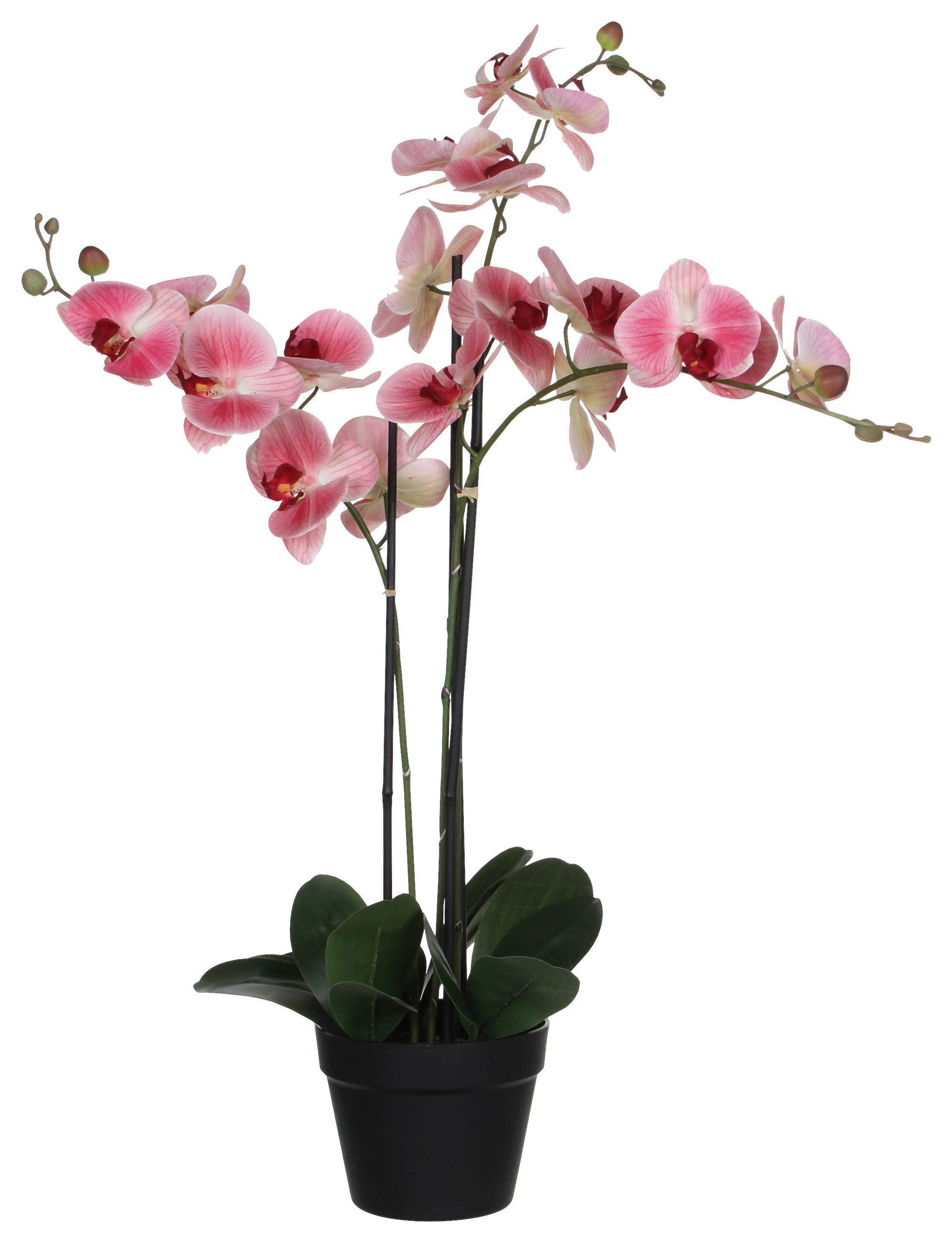 ORCHIDEJ  - pink, Basics, plast (75/51/79cm)