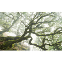 VLIESTAPETE  - Natur (400/250cm) - Komar