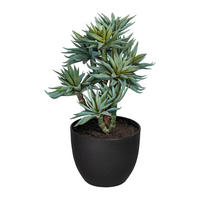 SUKKULENTEN AUF STAMM Sukkulente 30 cm  - Schwarz/Braun, Trend, Kunststoff (30cm) - P & B