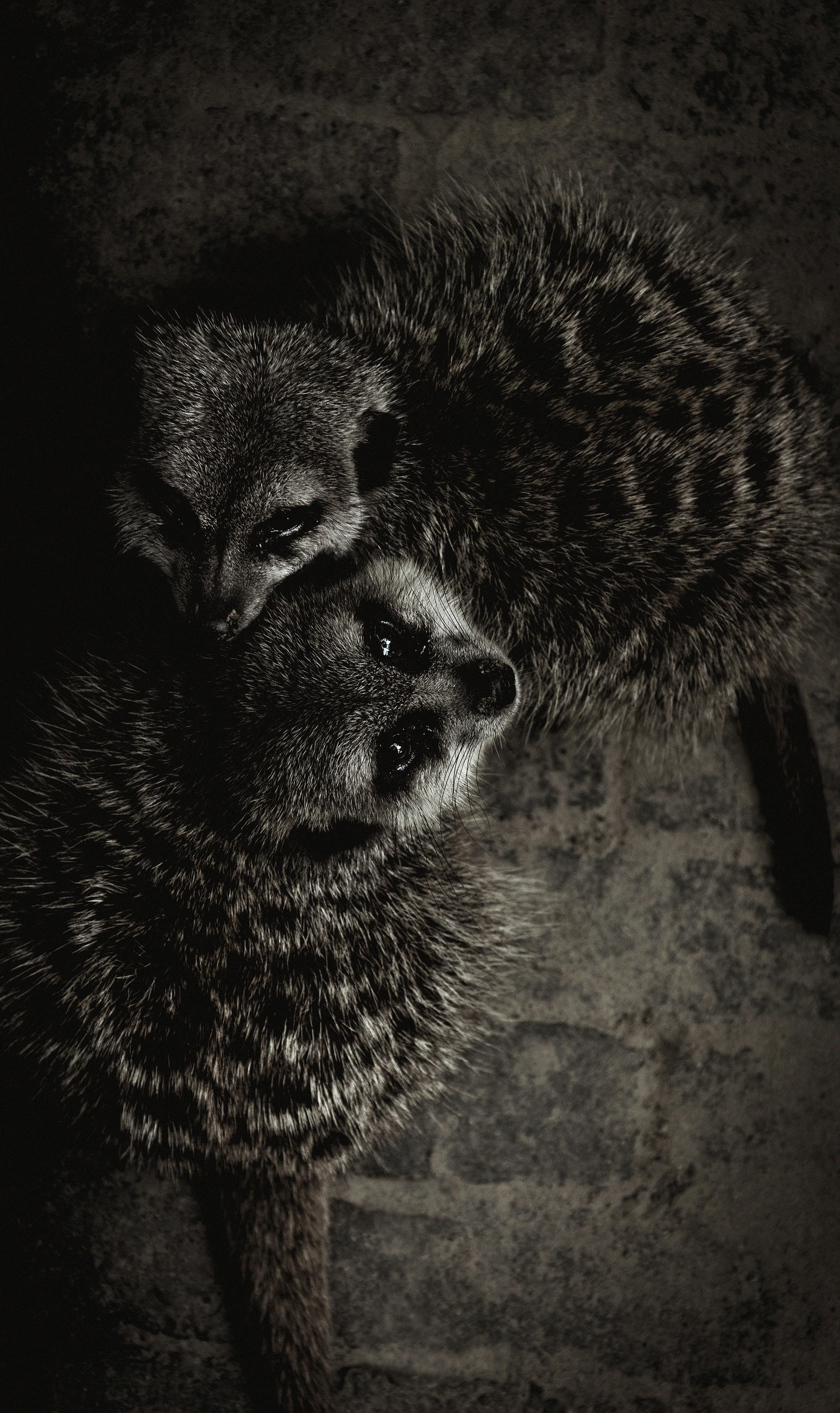 ALUMINIUMBILD Tiere 70/118 cm  - Schwarz/Weiß, Design, Kunststoff/Metall (70/118cm) - Wandkraft