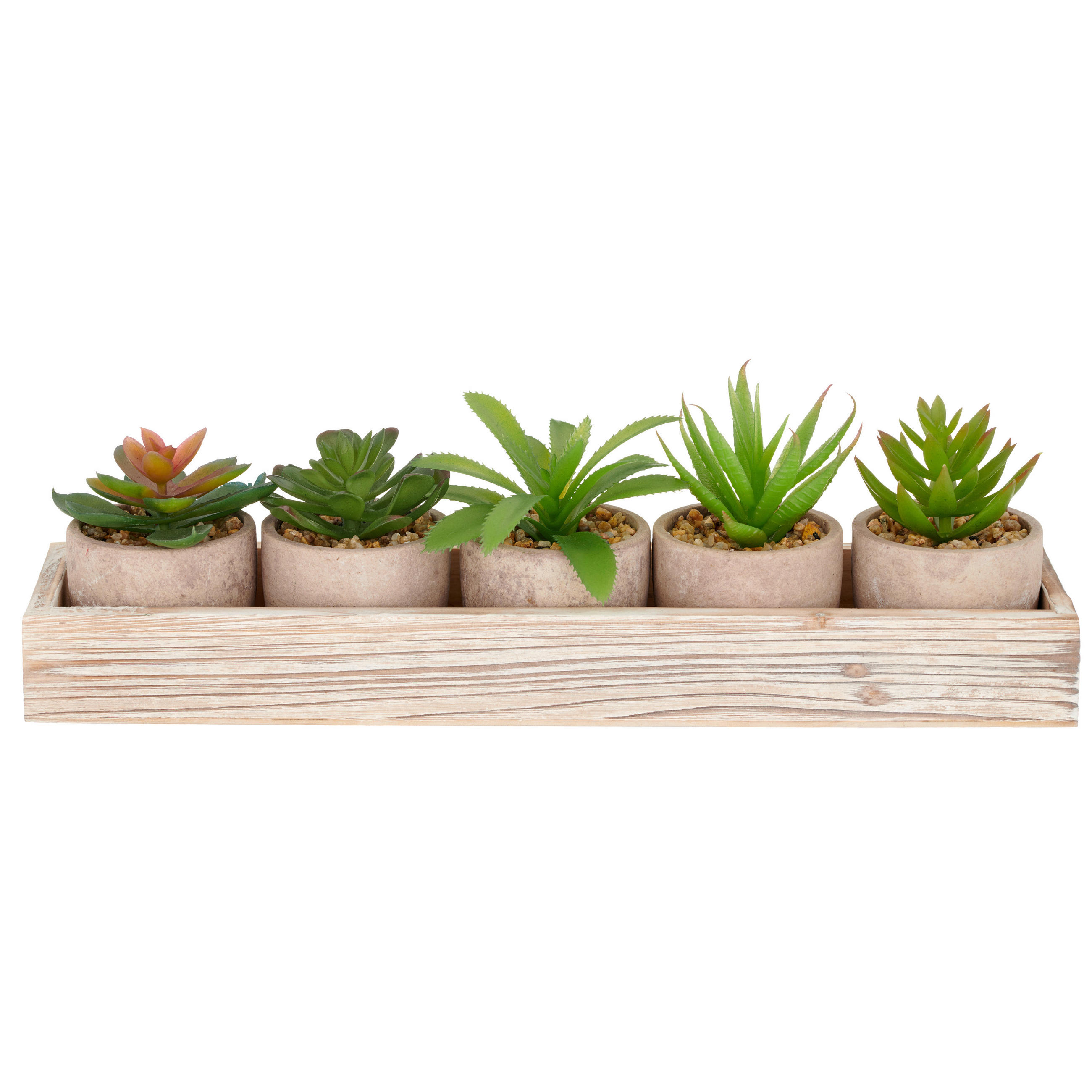 KUNSTPFLANZE Sukkulente  - Naturfarben/Grün, Basics, Kunststoff (33/8/3,5cm) - P & B