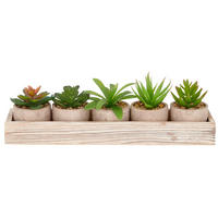 SUKKULENTE  - Basics (33/8/3,5cm) - P & B