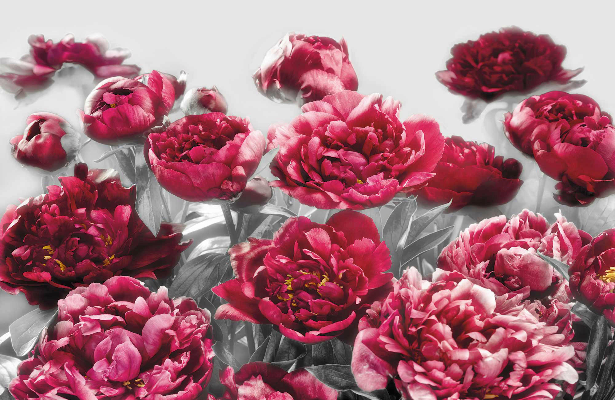 Xora Vliestapete Grau, Pink 400x260 cm