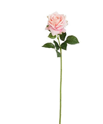 RŮŽE 65 cm - růžová, Basics (65cm)