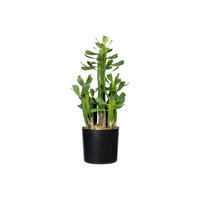 KUNSTPFLANZE Kaktus 40 cm  - Schwarz/Grün, Design, Kunststoff (40cm) - P & B