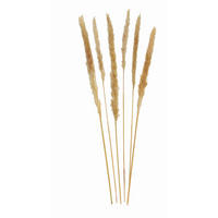 TROCKENBLUME - Beige, Basics, Naturmaterialien (75cm)