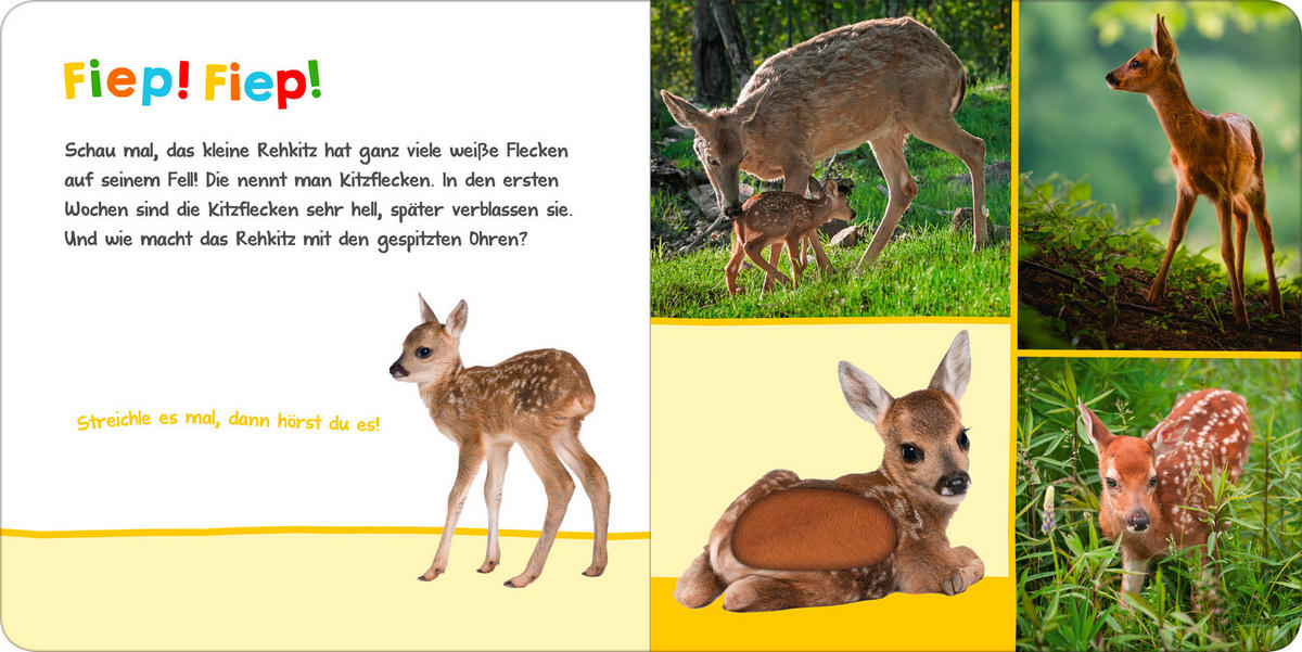 BUCH - Basics (19,60/19,6/1,90cm)